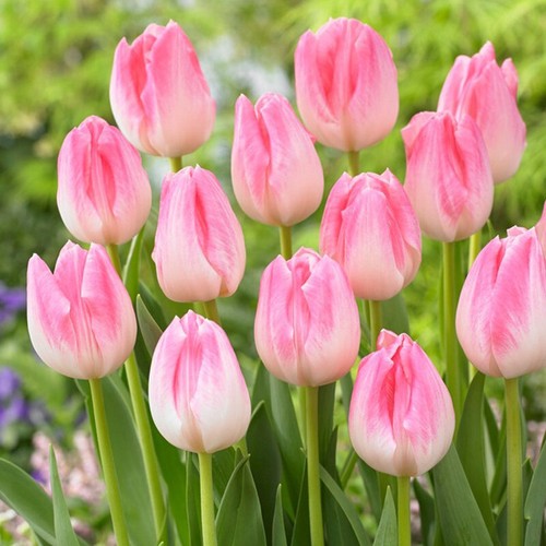 Mix 100 Tulip Bulbs Pretty Colorful Home Garden Flowers BulbsHe - Picture 1 of 6