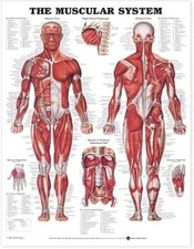 The Muscular System Anatomical Chart by Anatomical Chart Company: New