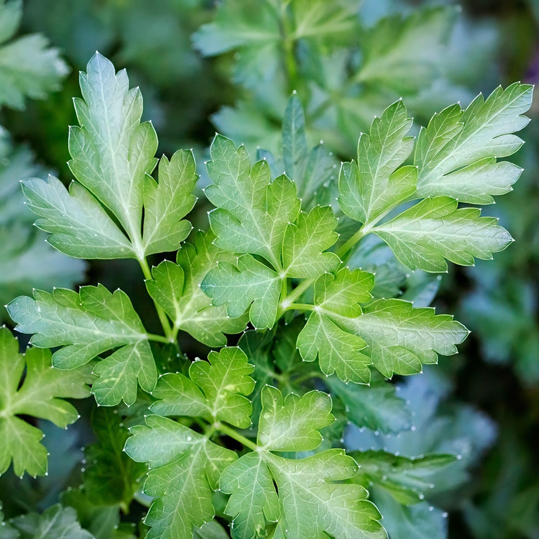 HERB  PARSLEY ITALIAN GIANT FLAT  50 GRAMS FINEST SEEDS  BULK