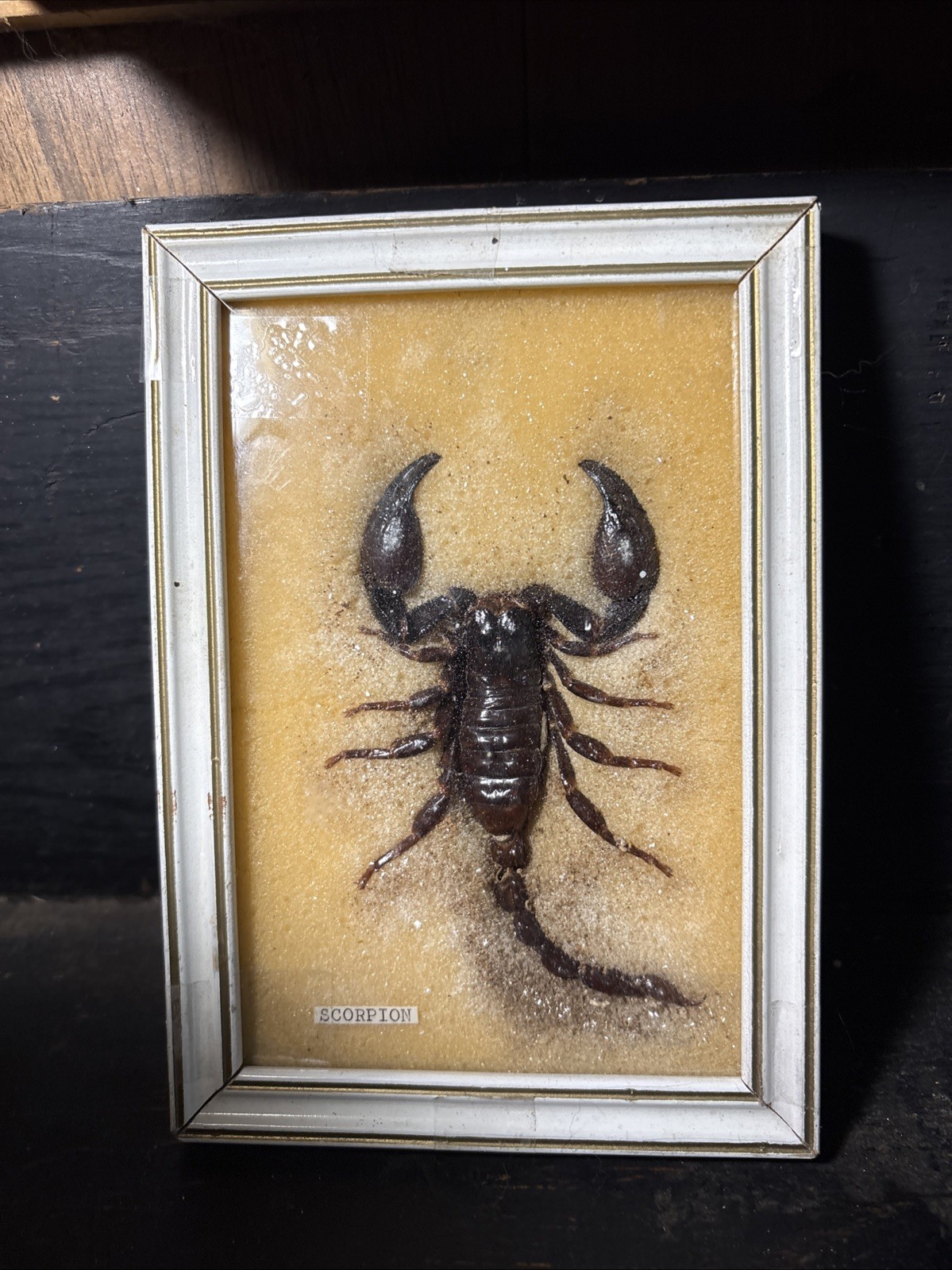 Vintage Thailand Real Scorpion Framed Taxidermy Specimen Entomology Oddity