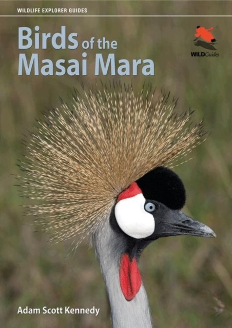 Birds of the Masai Mara by Adam Scott Kennedy (Paperback Book)