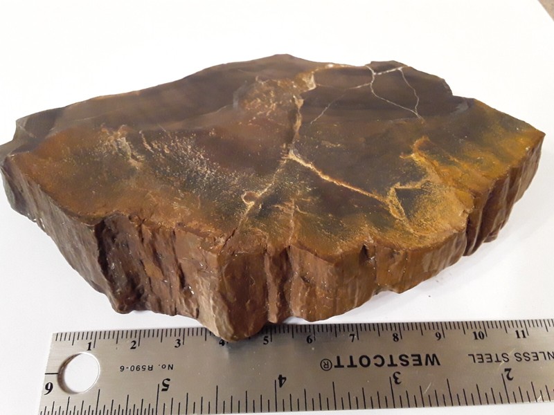 Petrified Wood Excellent Museum Quality +12.8 oz Western United States