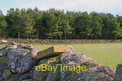 Foto 6x4 Plantage nördlich von Wedderlie Westruther gut gebaute Steinmauern um 2008