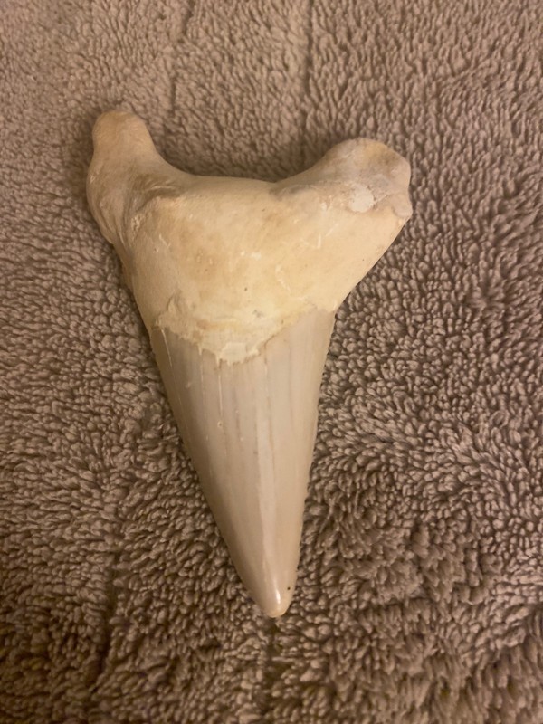 fossilized tooth from an extinct Otodus obliquus, a large mackerel shark