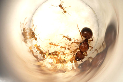 Pheidole Morrisii 10-20W Colony | Morris' Big-Headed Ants (feeder)