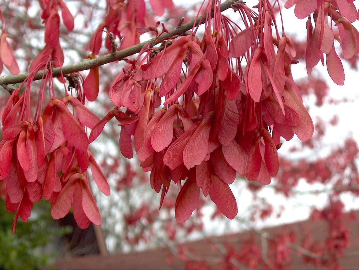 プ ロタンディ ム Acer rubrum var drummondii DRUMMOND'S RED MAPLE TREE Seeds! | eBay