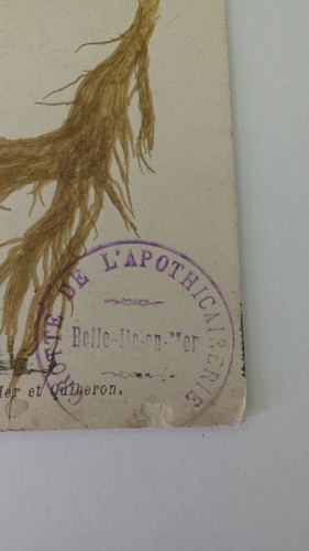 1908 French Apothecary Seaweed Specimen Postcard Belle Ile en Mer Mailed - Picture 2 of 5