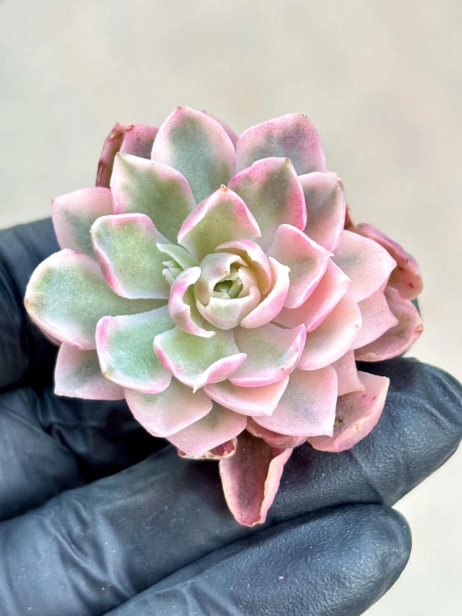 succulents from africa African Milk Tree