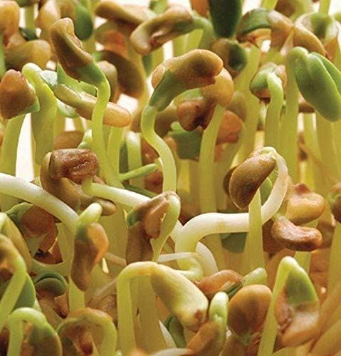 400+ Cilantro Seeds – Heirloom, Organic, NON-GMO, Fresh Herb Seeds For Gardening 6 thumbnail image