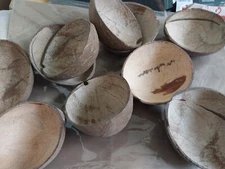 Lot Of 10 COCONUT SHELL 100% Natural Halves Reptile Candle Decor From USA Beach