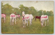 Postcard: Animal Series Horses in Field