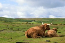 Highland Cow And calf Meadow Animal Nature Art Wall - POSTER 20x30