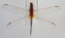 D46299. Insects, butterflies: Odonata sp. Central Vietnam.