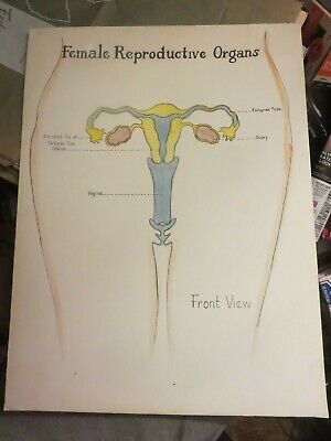 Vintage Female Reproductive System Anatomical Chart front view on board