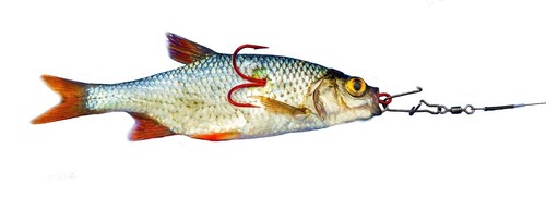Bavaria Köderfisch System Geschenk -Set GSUW1 Deadbait-System Hakenform: Banane - Bild 13 von 13