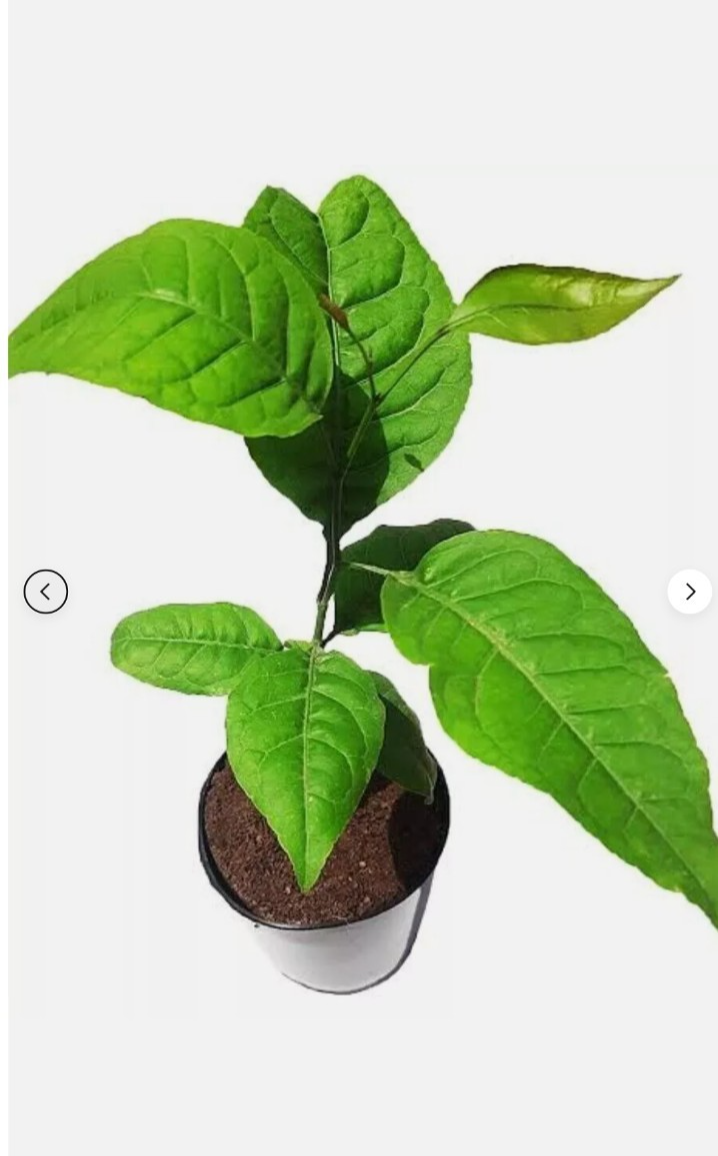 2 Bel Patra, Bilva Plant Live Plant Length 18 inch for Planting Garden Plant