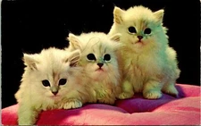 Lap of Luxury Three White Kittens Postcard Unused (33615)