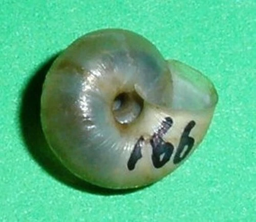 Trochulus hispida - HYGROMIIDAE - Holland Land Snail Shell - 7mm F+/F++ #1577 - Picture 2 of 2