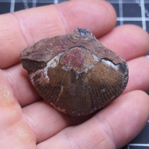 Brachiopod Fossil Devonian Morocco Smara Desert 50 mm 57 g No. 2545
