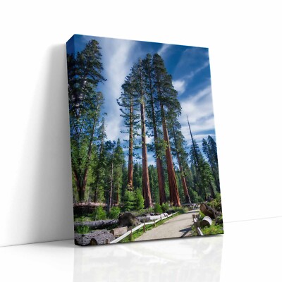 Giant Sequoia Redwood Tree Art, Limited Edition Fine Art Forest Picture