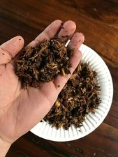 Shredded Rotten Wood (Flake Soil) Beetle, Mil...