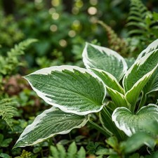 50 Variegated Hosta Seeds for Planting - Beautiful Garden Plants - Easy to Grow