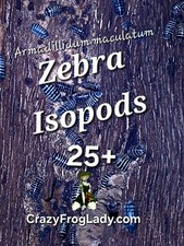 25 count Zebra Isopods Armadillidium maculatum Pill Bug Roly Polie Potato Bug