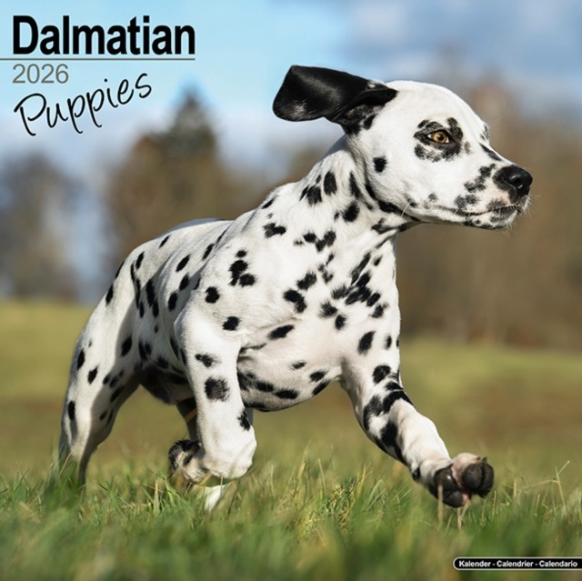 Dalmatian Puppies Calendar 2026  Square Dog Puppy Breed Wall Calendar   CALENDAR