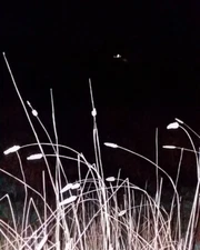 Phalaris aquatica var. stenoptera cv. "Cascadian" seeds - Harding Grass