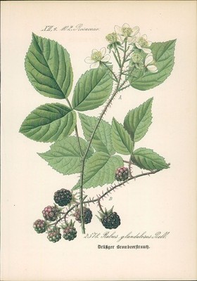 Chromolithographie : Drüsiger Brombeerstrauch. Rubus glandulosus Bell. Rosaceae.