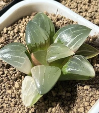 Haworthia cv. ‘Aboukyuu’ Variegated, Succulent, Live plant, Same as pic ( 2”)