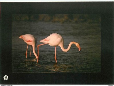 Postcard - Animals - Birds - Flamingos - Space Conservatory l