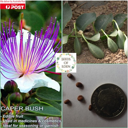 10 CAPER BUSH SEEDS(CAPPARIS SPINOSA); Edible fruit eBay
