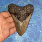 MEGALODON SHARK TOOTH 4.48” HUGE TEETH MEG SCUBA DIVER DIRECT FOSSIL NC 9939