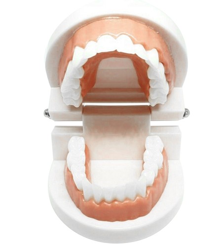 Adult Dental Standard Teaching Educational Typodont Demonstration Teeth Model N - Afbeelding 5 van 11