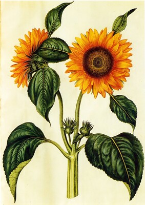 Sonnenblume - Vintage botanischer Druck Reproduktion (210 x 297 mm - 8,25 Zoll x 11,75 Zoll).