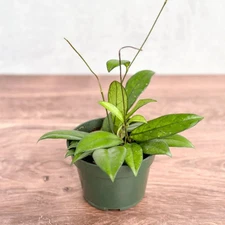 Hoya crassopetiolata – Thick‑Leaved Wax Flower Hoya