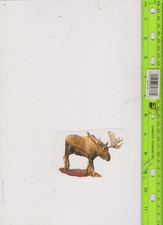 MOOSE STICKER  free shipping in u s
