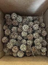50 Sweet gum tree balls/Spiked pods/Witches Burrs for crafts
