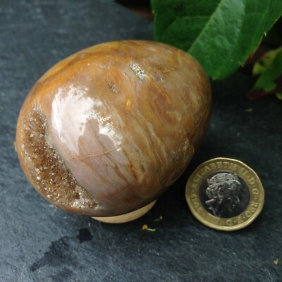 Versteinertes Fossil Holz Kristall Ei Drusy Höhle Gaia Karma Heilung 180g 6,27x4,63cm