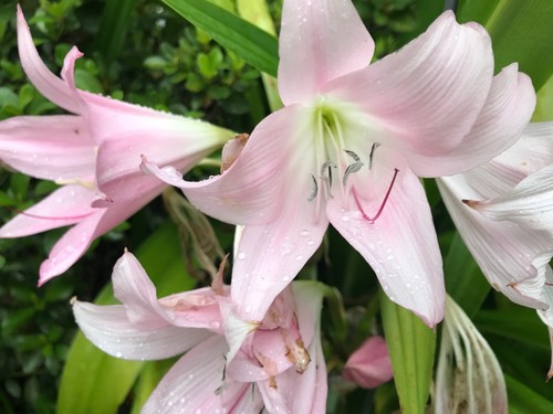 Combo 2 PINK CRINUM LILY-Belladonna-2 Red Amaryllis 3+INCH Size.see Pictures - Picture 3 of 11
