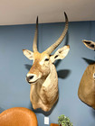 African Waterbuck Deer Shoulder Mount Taxidermy Wall Mount — photo 1