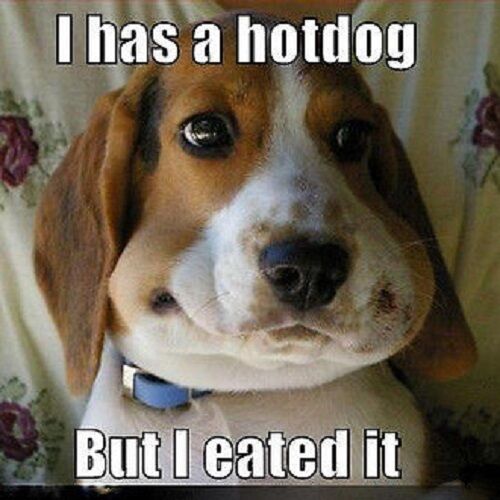 Funny Beagle refrigerator magnet 3 1/2x 3 1/2 " - Picture 1 of 1