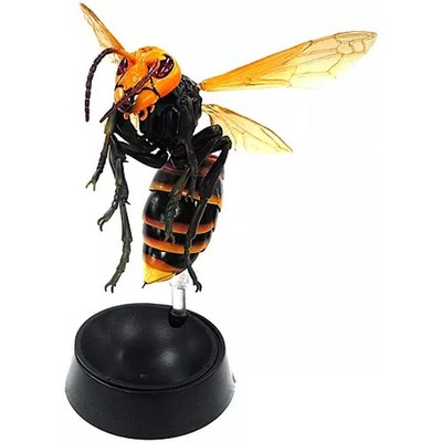 Asian Giant Hornet Big Encyclopedia Advance Hornet Prize Bonus Size (cm)