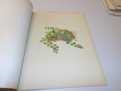 1882 Antique Flower Prints  / THE PARTRIDGE-BERRY, or, MITCHELLA REPENS
