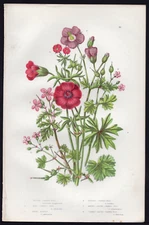1889 Anne Pratt Antique Color Print The Bloody Crane's Bill Geranium etc