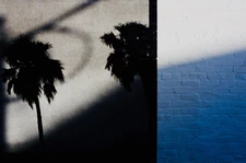 ALOHA PICTURES BY ALAN SCHOENAUER ART PHOTOGRAPHY LOS ANGELES WALL PALM TREE
