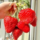 300+ Pcs Giant Garden Strawberry Strawberry Sweet and Delicious Fruit Seeds for