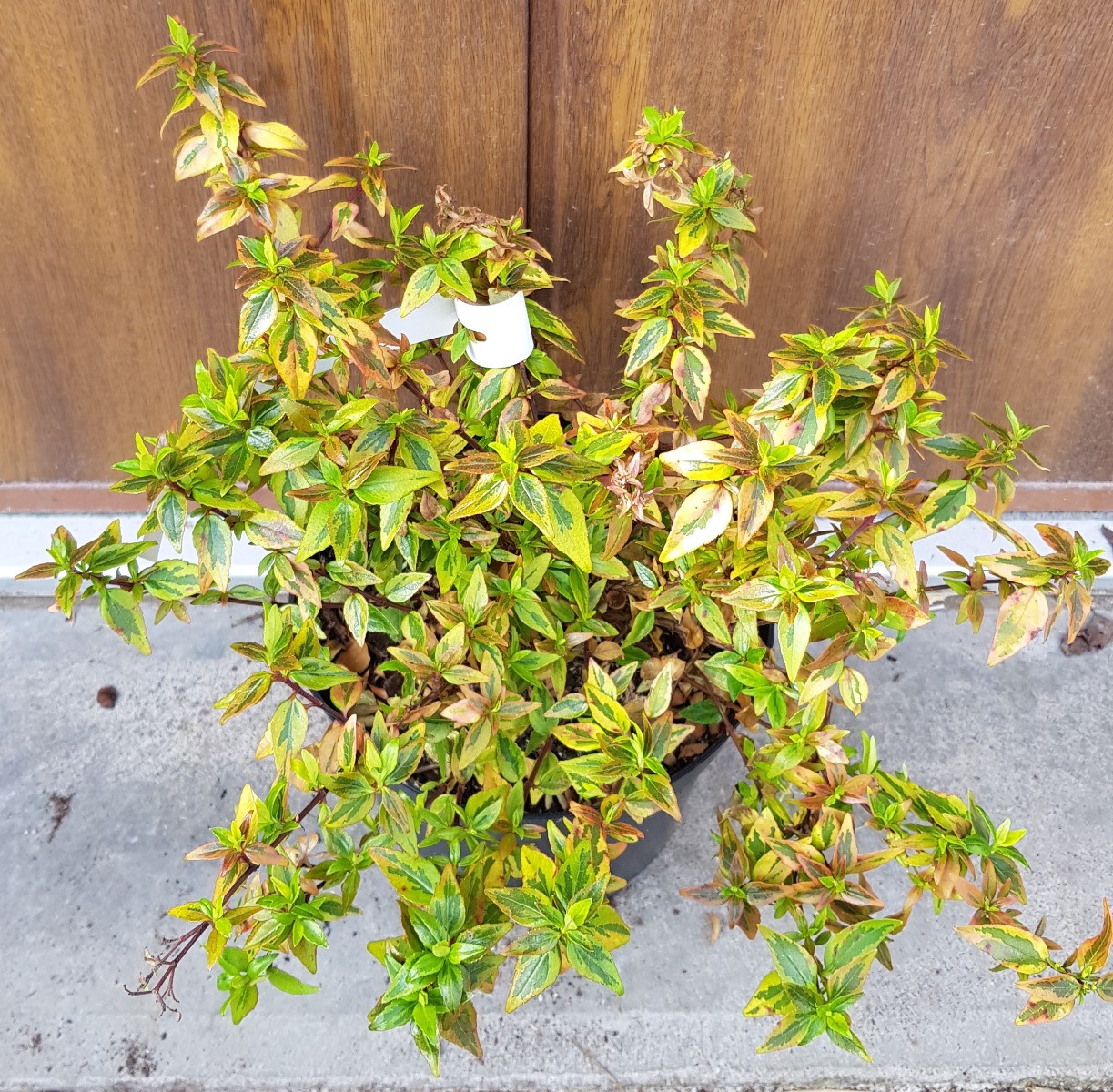 Abelia Sunshine Daydream Abelops pour sublimer un balcon ensoleillé ou une terrasse