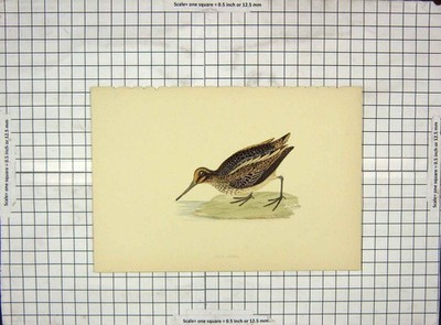 Original alter antiker Druck Ref.72 Morris 1903 handkoloriert Vogel Jack Schnepfe